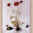 Giovanna Garzoni - Ranunculus Card - Pack of 6